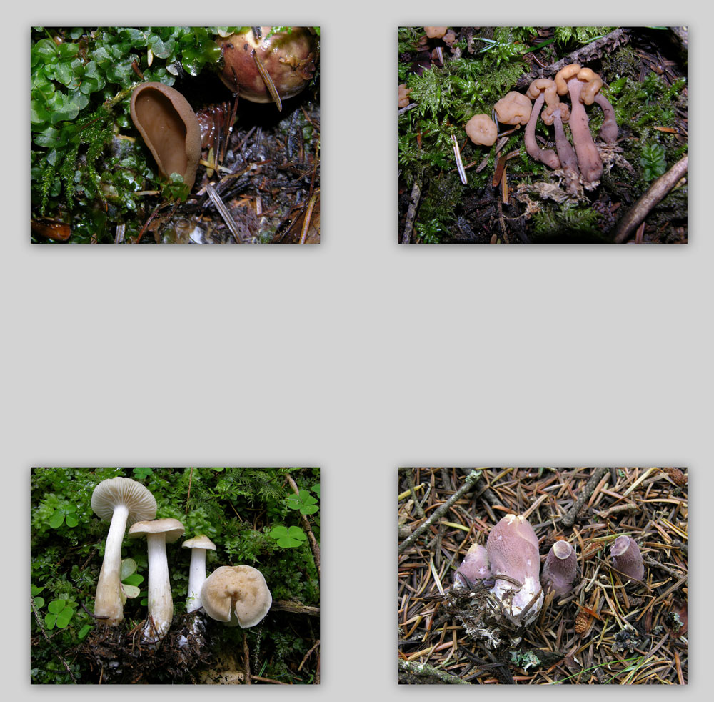 Ritrovamenti 29 luglio.